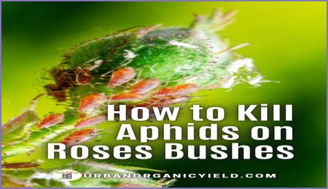 Does Sulphur Kill Aphids? - Kylon Powell